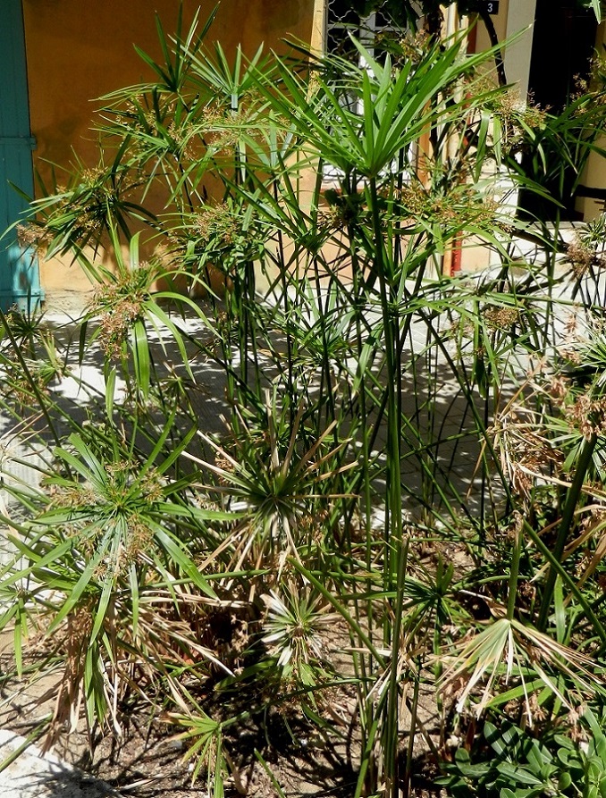 Image of Cyperus alternifolius specimen.