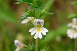 Euphrasia vernalis