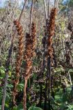 Orobanche pallidiflora. Плодоносящие растения на лугу; позади - побеги растения-хозяина (Cirsium oleraceum). Ленинградская обл., Ломоносовский р-н, у дер. Мал. Забородье. 20.09.2015.