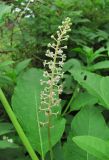 Phytolacca americana. Соцветие. Абхазия, Гудаутский р-н, Мюссерский лесной массив, обочина дороги. 08.06.2012.