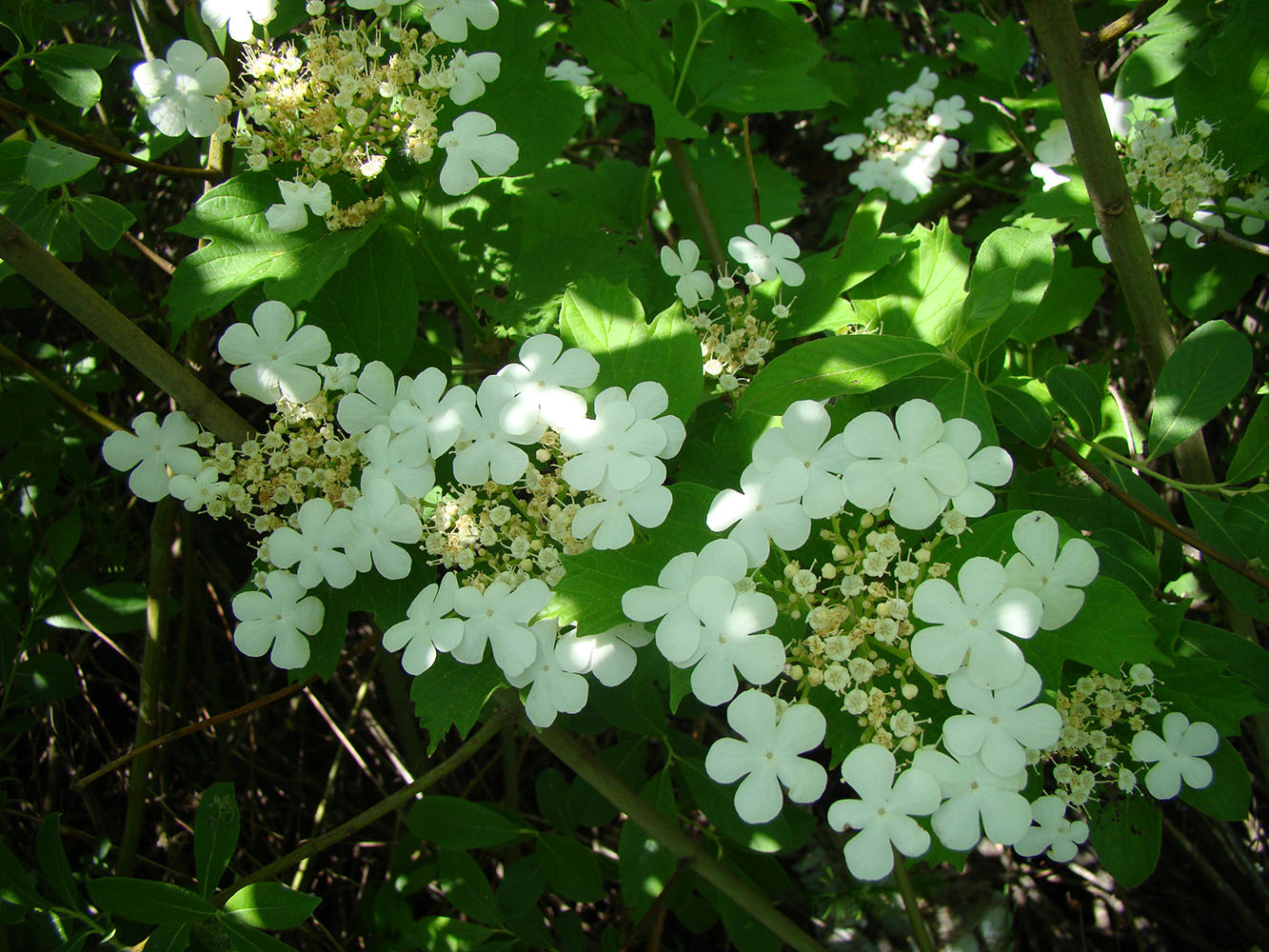 Изображение особи Viburnum opulus.