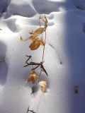 Vicia baicalensis. Верхушка высохшего прошлогоднего генеративного побега. Республика Бурятия, Баунтовский эвенкийский р-н, пос. Северный, опушка леса. 22.02.2016.