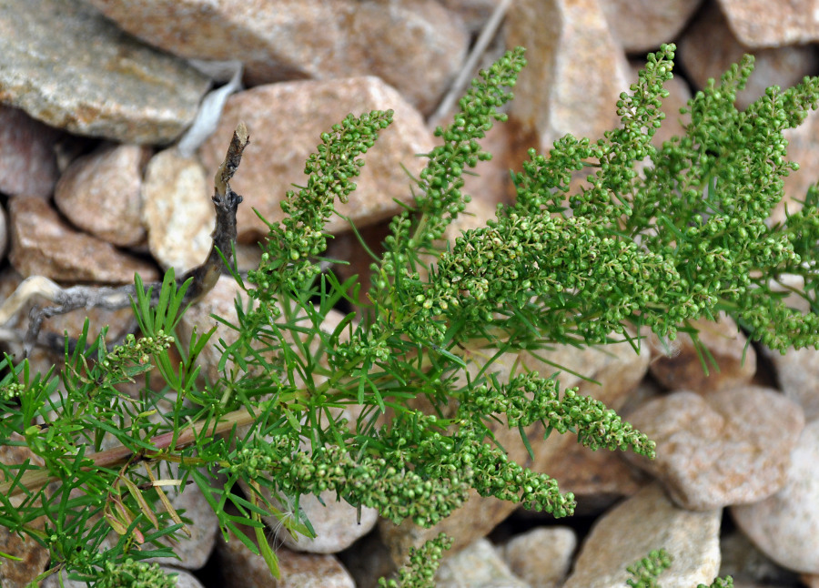 Image of Artemisia littoricola specimen.