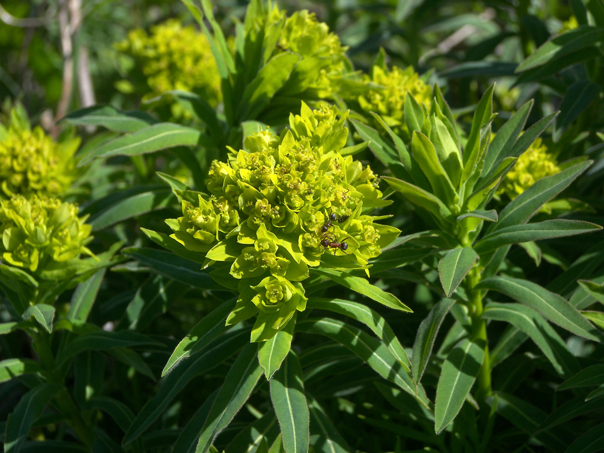 Изображение особи Euphorbia semivillosa.