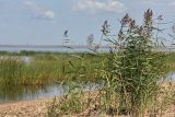 Phragmites australis. Цветущие растения на песчаном пляже. Ленинградская обл., побережье в окр. ст. Бронка. 08.08.2009.