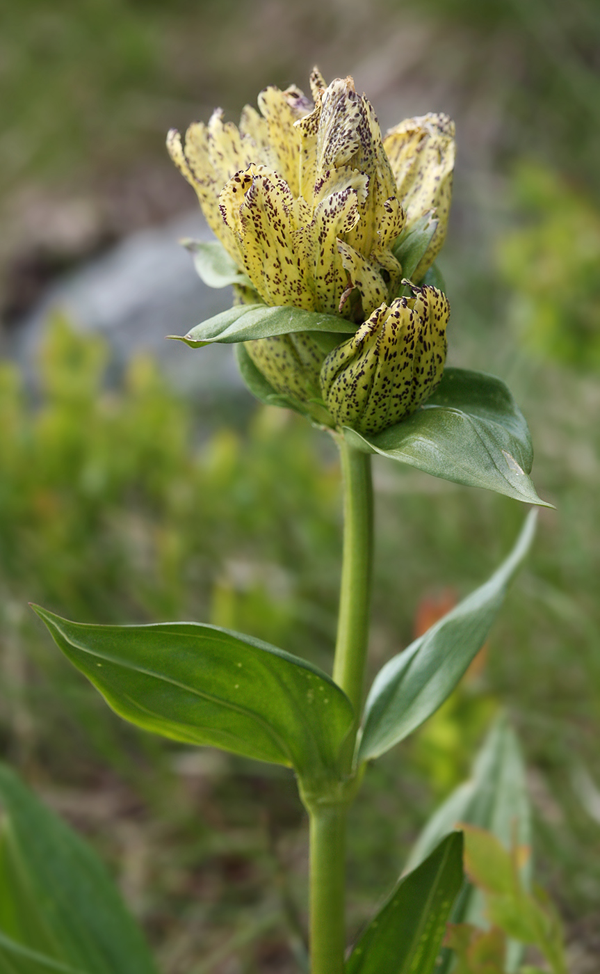 Изображение особи Gentiana punctata.