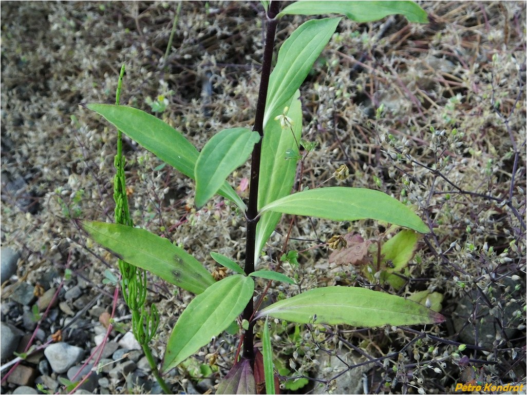 Изображение особи Saponaria officinalis.