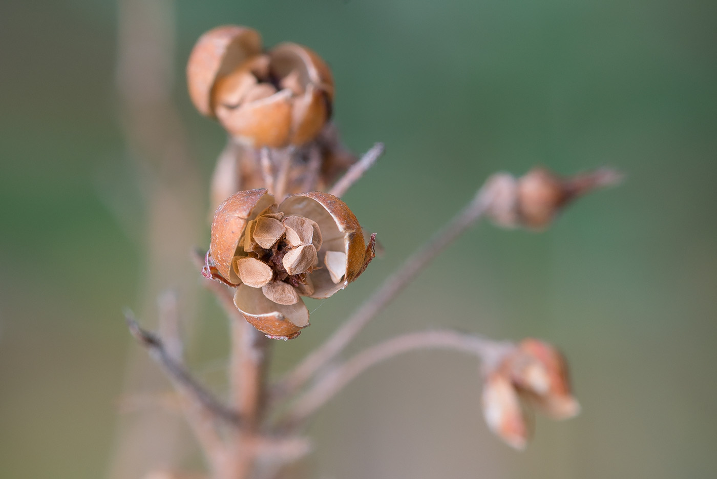 Изображение особи Lysimachia vulgaris.