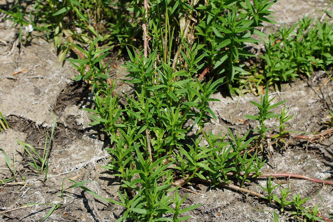 Image of Gratiola officinalis specimen.