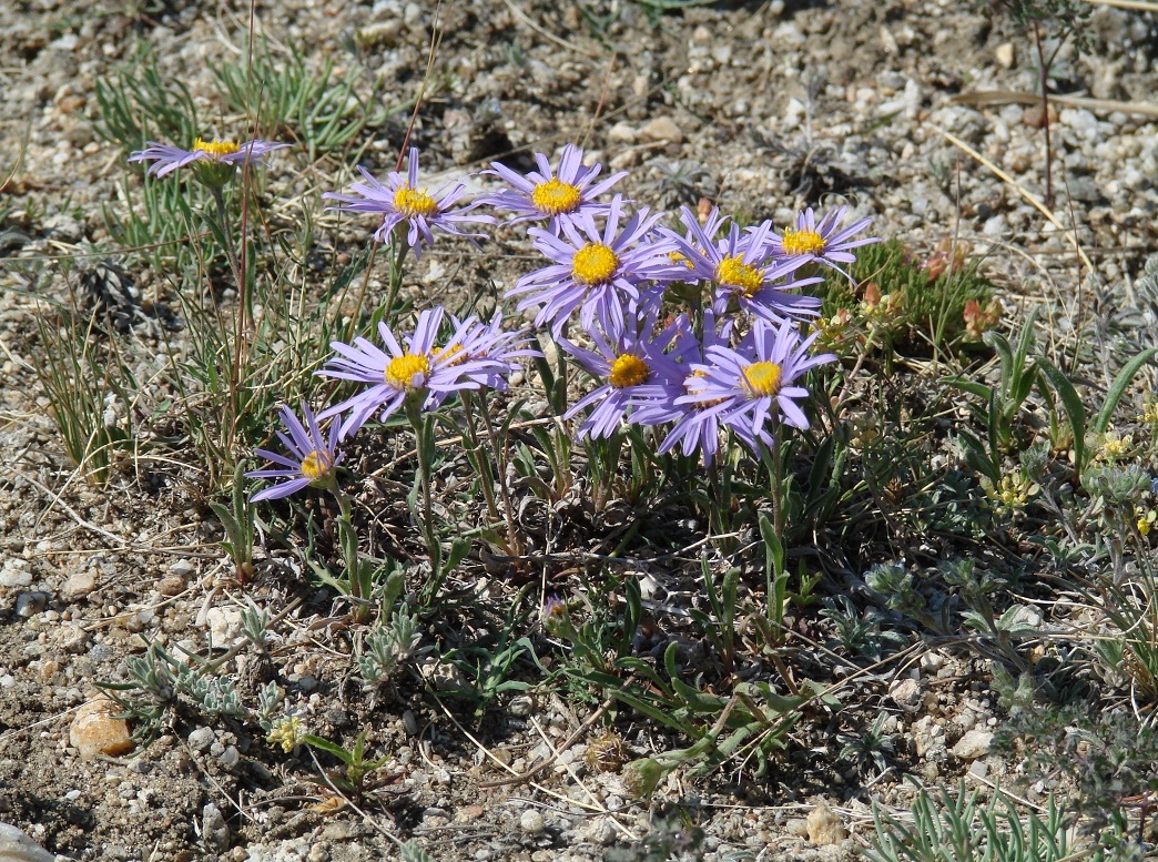 Изображение особи Aster serpentimontanus.