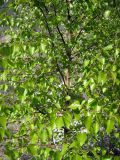 Betula tianschanica