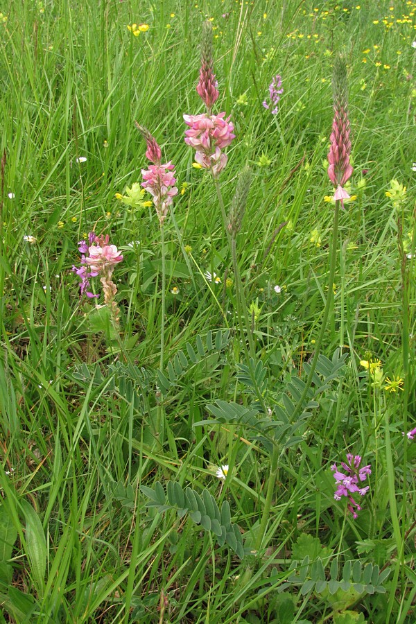 Изображение особи Onobrychis viciifolia.