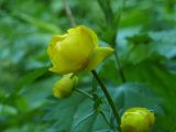 Trollius europaeus. Цветок. Чувашия, окр. г. Шумерля, поляна в сосновом лесу за Низким полем. 21.05.2018.