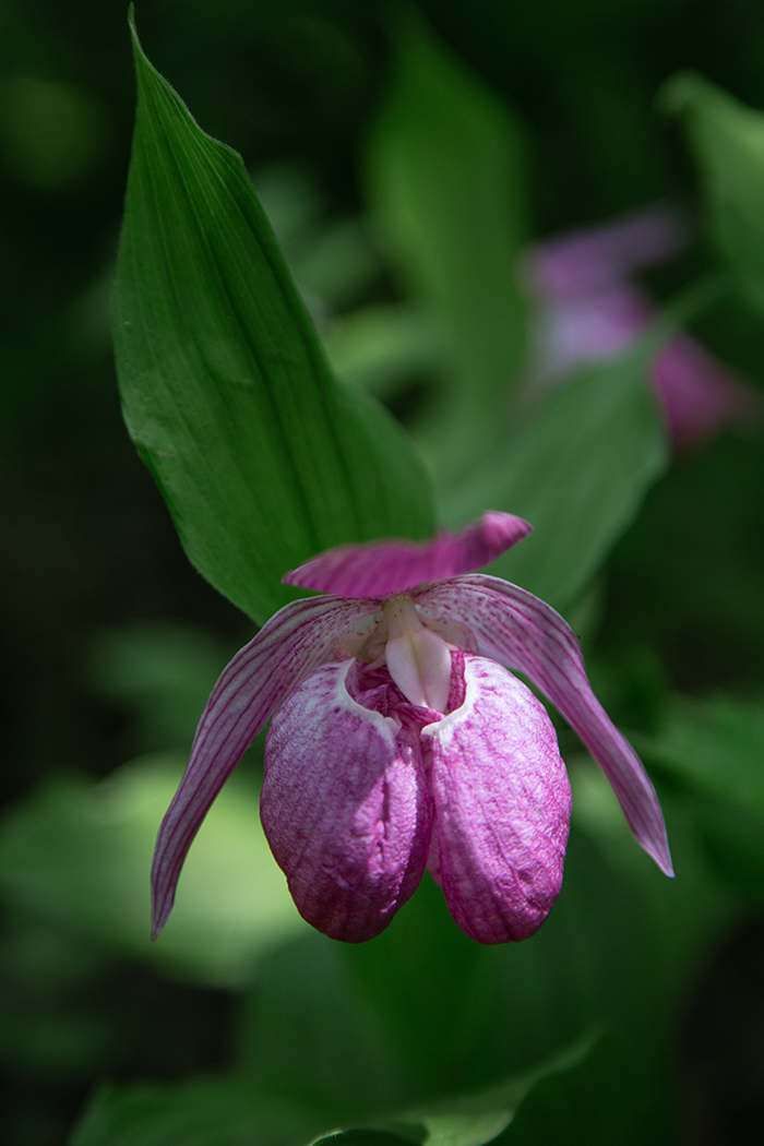 Image of Cypripedium macranthos specimen.