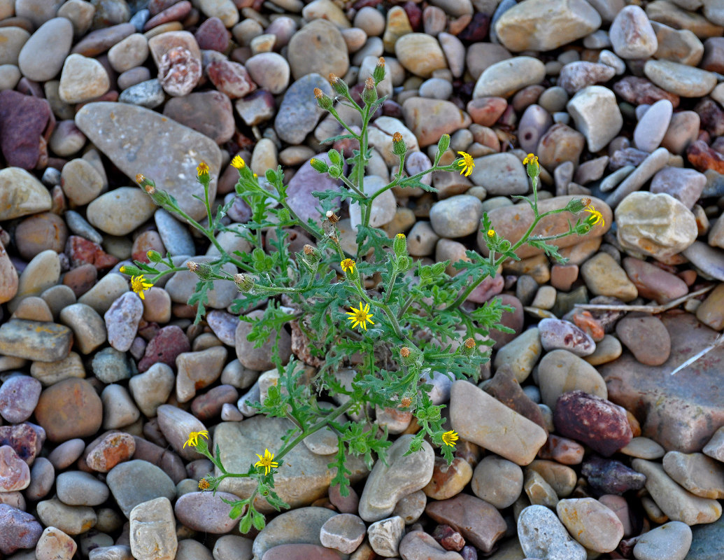 Изображение особи Senecio viscosus.