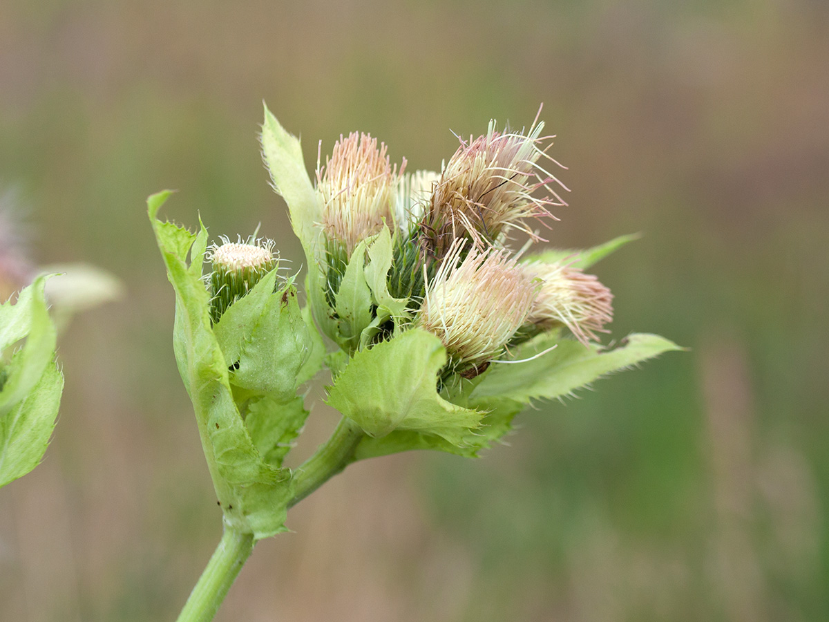 Изображение особи Cirsium oleraceum.