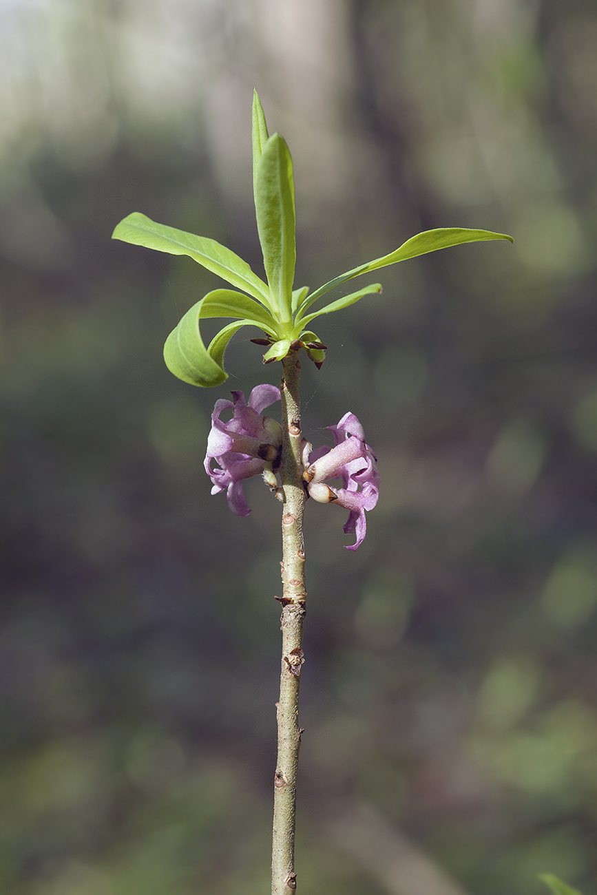 Изображение особи Daphne mezereum.