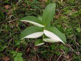 Veratrum oxysepalum