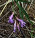 Astragalus arenarius. Цветки и листья. Пермский край, г. Пермь, Кировский р-н, слабо задернованный песчаный склон. 02.07.2019.