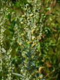 Artemisia absinthium. Соцветие. Чувашия, окр. г. Шумерля, дер. Подборное. 1 августа 2008 г.
