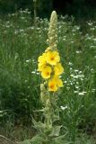 Verbascum densiflorum