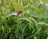 Persicaria amphibia. Вегетирующее растение, поражённое тлёй. Тверская обл., Весьегонский р-н, с. Чистая Дуброва, задернённый край картофельника. 25 июля 2020 г.