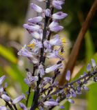 Cordyline stricta. Часть соцветия. Израиль, Иудейские горы, г. Иерусалим, ботанический сад университета. 16.05.2022.