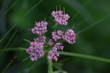 Chaerophyllum rubellum. Соцветие. Республика Ингушетия, Джейрахский р-н, ур. Мухул, высота ок. 2200 м н.у.м., луг. 18 июня 2022 г.