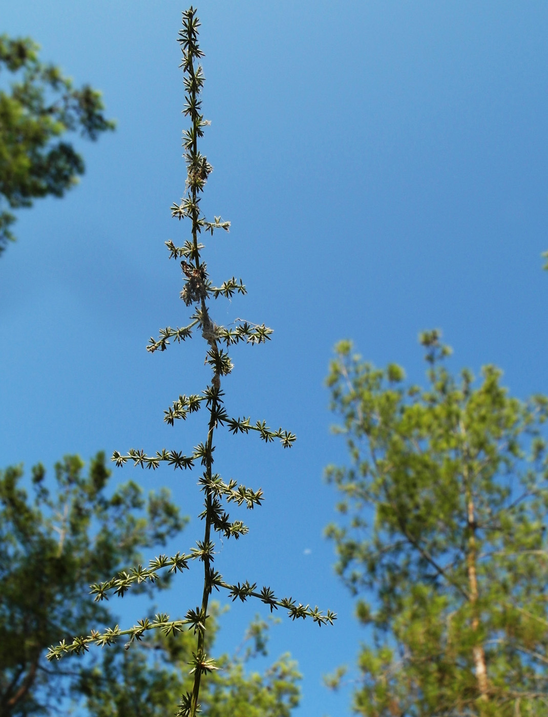 Изображение особи Asparagus aphyllus.