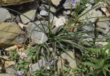 Tragopogon crocifolius