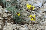 Erysimum humillimum