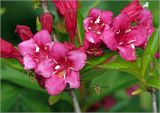 Weigela hybrida