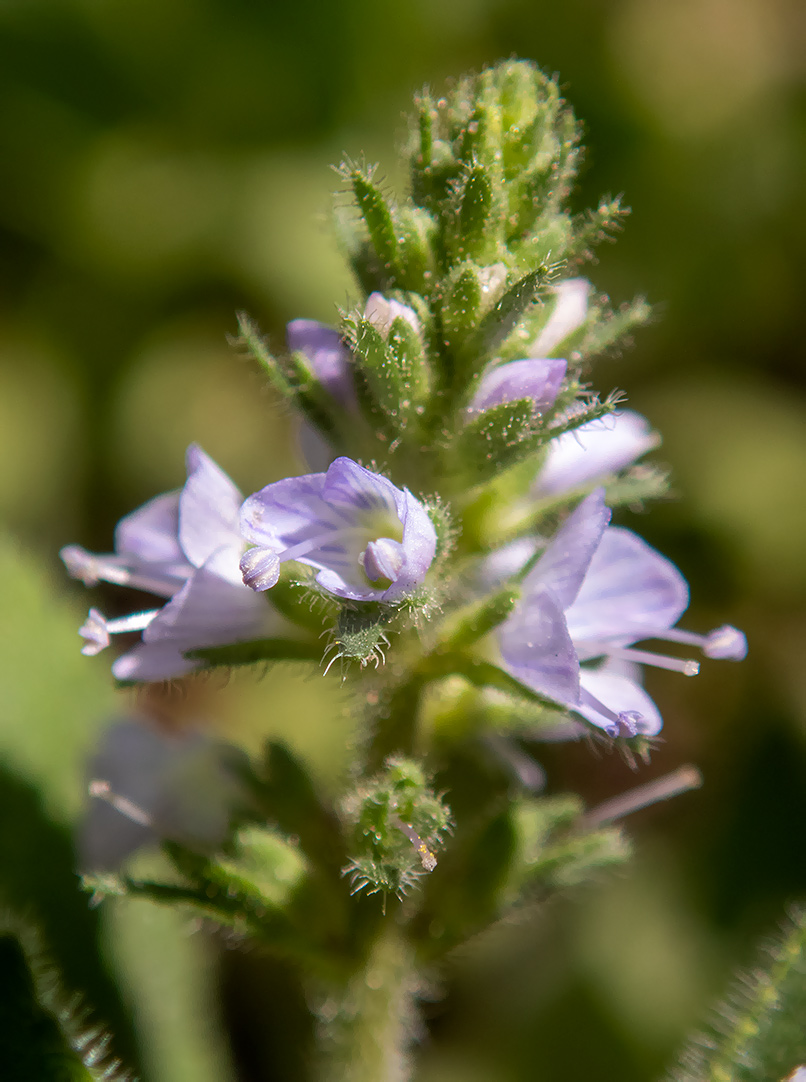 Изображение особи Veronica officinalis.