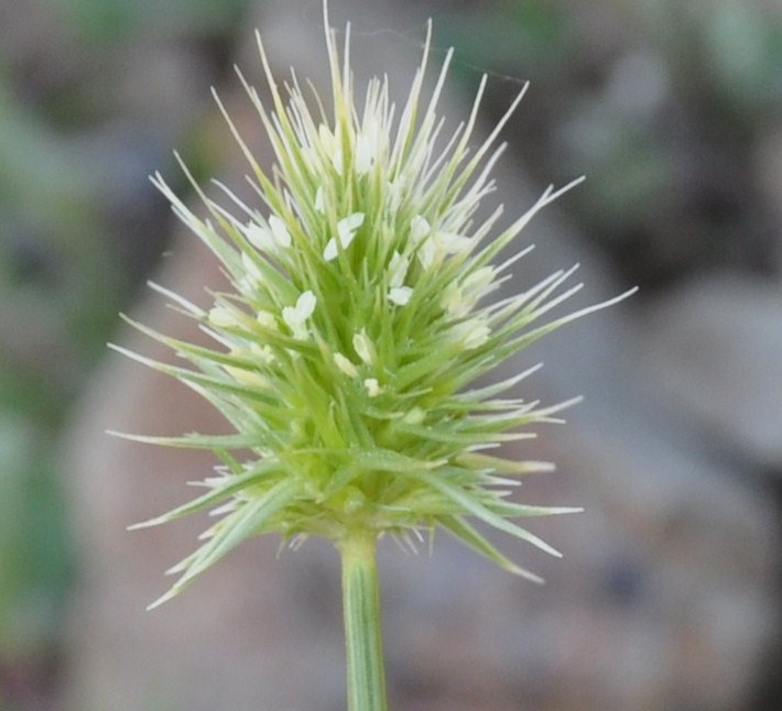 Изображение особи Echinaria capitata.