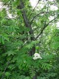 Sorbus aucuparia. Часть кроны цветущего дерева. Окр. Смоленска, склон холма. 27.05.2011.