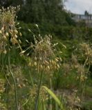 Allium lenkoranicum