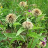 Centaurea trichocephala