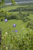 Platycodon grandiflorus. Верхушки цветущих растений. Забайкальский край, окр. с. Покровка, Усть-Стрелка. 08.07.2011.