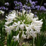 Agapanthus africanus. Соцветие (белоцветковая форма). Испания, автономное сообщество Каталония, провинция Барселона, Комарка Барселонес, г. Барселона, парк Гуэля. 8 июля 2012 г.