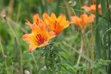 Lilium pensylvanicum