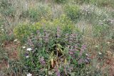 Phlomis regelii