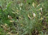 Astragalus ucrainicus