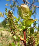 Salix pyrolifolia. Верхушка ветви с женским соцветием. Архангельская обл., Пинежский р-н, окр. Пинежского заповедника, берег р. Пинега. 29.05.2013.