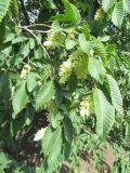 Ostrya carpinifolia