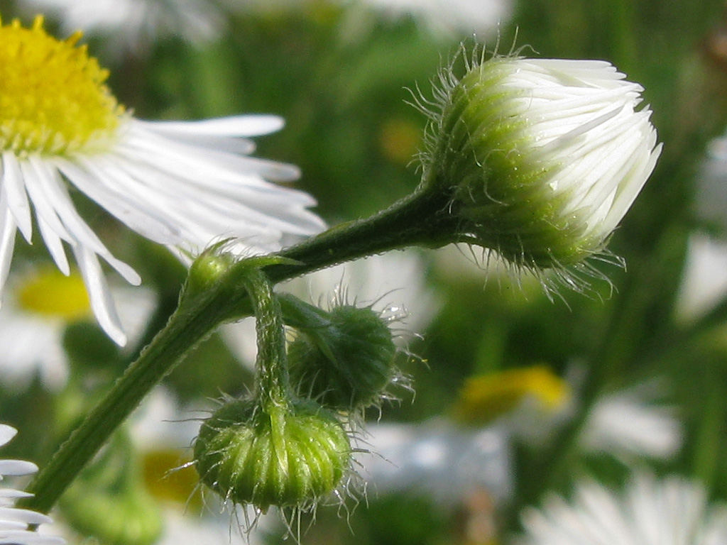 Изображение особи Erigeron annuus.