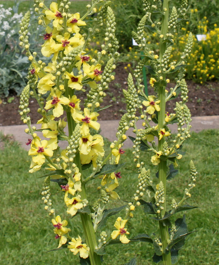 Изображение особи Verbascum pyramidatum.