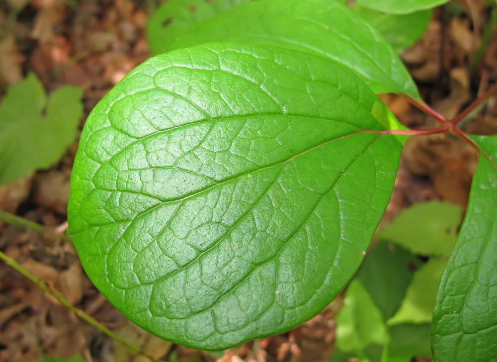 Изображение особи Paeonia obovata.