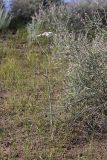 Oedibasis apiculata. Цветущее растение. Южный Казахстан, восточная граница пустыни Кызылкум. 04.05.2013.