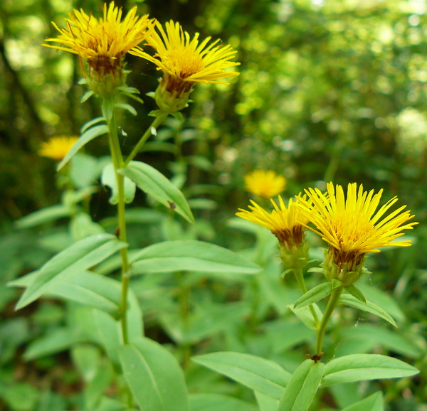 Изображение особи Inula salicina.