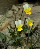 Viola tricolor ssp. alpestris